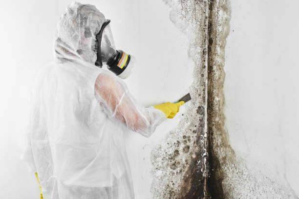 Certified Mold Removal in Belle Fourche, SD