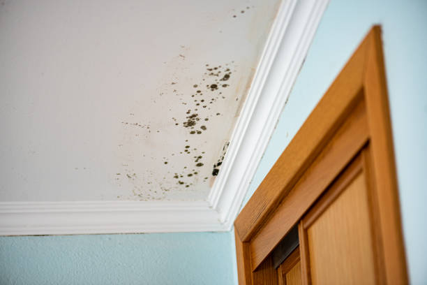 Trusted Belle Fourche, SD Mold Removal Experts
