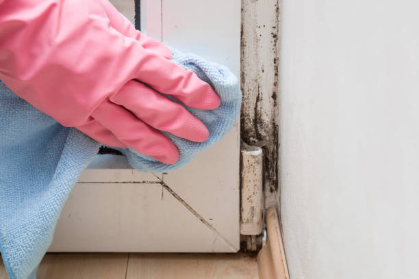 Best Best Mold Removal Companies  in Belle Fourche, SD