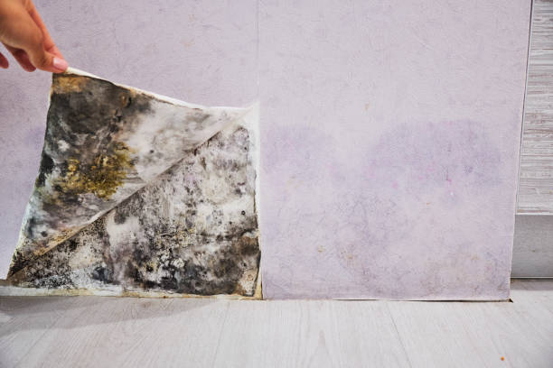 Best Toxic Mold Removal  in Belle Fourche, SD